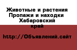 Животные и растения Пропажи и находки. Хабаровский край